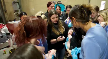 Vet Tech faculty Kiara Deals demonstrates to students how to clip a piglet's teeth.